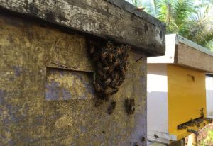 Merevitalisasi Lahan Gambut Mengecap Manisnya Lebah Madu