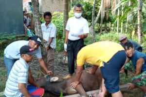 Warga Perumahan Laksana Permai 1 Kurban 1 Ekor Sapi dan 2 Kambing