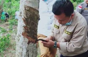 Dana Rp50 M Dirancang Haris-Sani Untuk Petani Karet-Sawit di Jambi