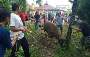 Warga RT 48 Perumahan Laksana Permai 1 Kurban 2 Ekor Sapi