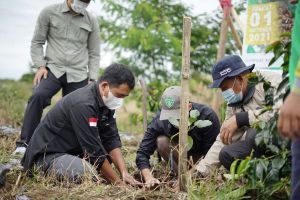 Peringati Hari Kopi Sedunia, Koperasi Koerintji Barokah Tanam 600 Bibit Pohon di TNKS