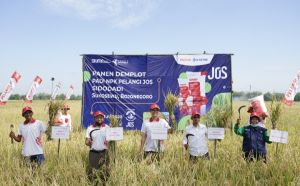 Demplot NPK Pelangi JOS PKT, Produktivitas Padi Bojonegoro Naik hingga 36 Persen