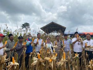 Wujudkan Ketahanan Pangan, Poktan Binaan SKK Migas-Pertamina EP Jambi Field Gelar Panen Raya Jagung