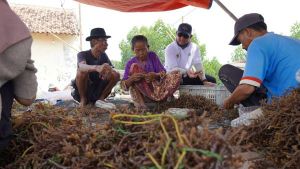    Ini Upaya KBI Dukung Petani Rumput Laut