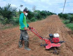 Maghfur Nasuha, Binaan Pertamina EP Jambi Jadi Petani Berprestasi Se-Kabupaten Batanghari