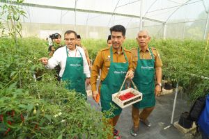 BI Jambi Bersama TPID Panen Perdana Cabai Merah Program Replikasi Infratani