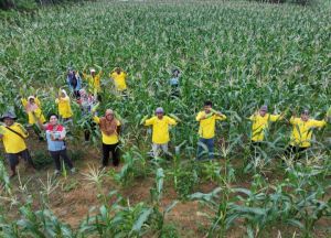 Sukses Panen Jagung dan Tomat, Petani Binaan Pertamina EP Jambi Siap Garap Lahan yang Lebih Luas